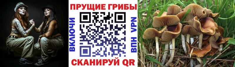 Галлюциногенные грибы MAGIC MUSHROOMS  Калачинск 